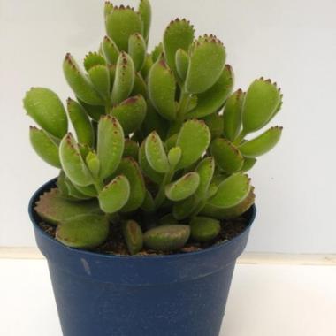 Cotyledon tomentosum